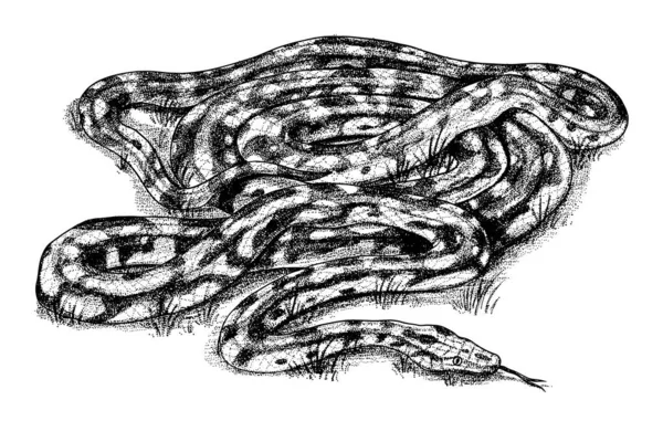 Pythonidés ou python. Boinae ou boas ou boids. Serpent non venimeux Reptilia illustration. Gravure à la main dessinée dans un vieux croquis, style vintage pour autocollant et tatouage. — Image vectorielle