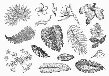 Palmiye bitkisi, Strelitzia, Hibiscus, Plumeria, Medinilla, Monstera. Çiçek açan bitkiler. Tropikal ya da egzotik yaprak ve yapraklar. Klasik eğreltiotu. İşlenmiş çiçekler. El çizimi. Botanik arkaplan.