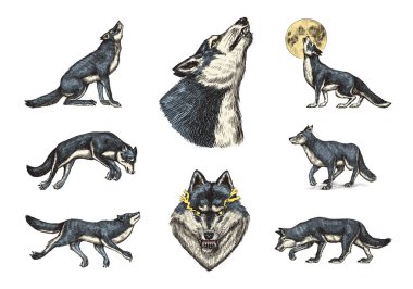 Gri kurt seti. Gri kurt. Yırtıcı bir hayvan. Vahşi orman hayvanı. Damga, tişört ya da tipografi ya da rozet için eski bir çizim..