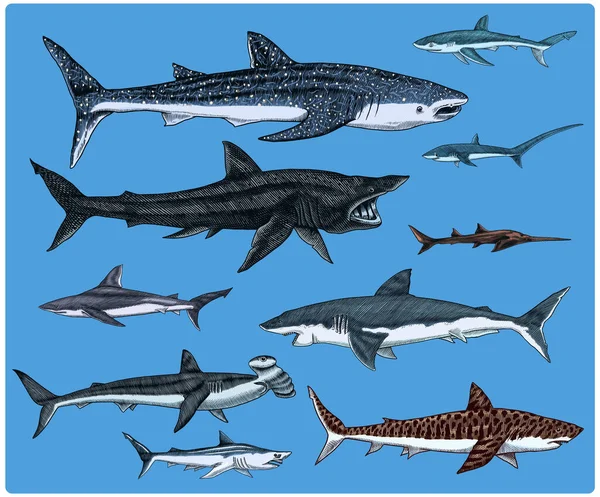 Conjunto de tubarões. Grande tubarão branco, tubarão serra Sixgill. Basking Sand Tiger Hammerhead Thresher Atlantic Bull Mackerel Whale Blue sharks (em inglês). Peixe marinho. Vida marinha. Desenho vintage desenhado à mão para logotipo ou camiseta. —  Vetores de Stock