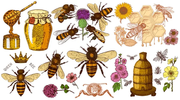 Bijen en honing set. Mead en insecten en bloemen en bijenteelt. Honingraat en korf Vector Handgegraveerde Vintage oude schets voor t-shirt of typografie of badge. Vectorillustratie — Stockvector