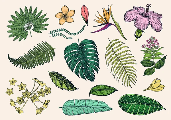 Palmeiras, Strelitzia, Hibisco, Plumeria, Medinilla, Monstera. Plantas floridas. Folhas e folhas tropicais ou exóticas. Samambaia vintage. Flores gravadas. Mão desenhada. Fundo botânico. — Vetor de Stock