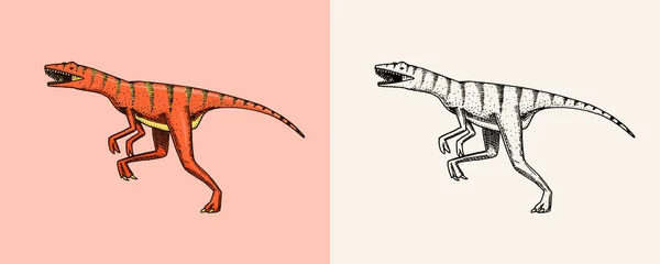 Dinosaurus Velociraptor, kerangka, fosil. Reptil prasejarah. Sketsa vintage untuk cetak kaos atau poster. Vektor gambar tangan hewan. - Stok Vektor