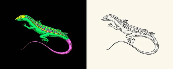 アメリカの砂トカゲ、エキゾチックな爬虫類。自然の中で野生動物。手彫り. — ストックベクタ