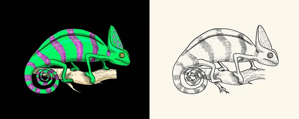 Lagarto camaleón, iguana verde americana, reptiles exóticos. Animales salvajes en la naturaleza. Grabado a mano dibujado. — Archivo Imágenes Vectoriales