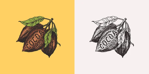 Fruta de cacao. Frijoles o granos. Insignia o logotipo vintage para camisetas, tipografía, tienda o letreros. Dibujo grabado a mano. Ilustración vectorial. — Archivo Imágenes Vectoriales