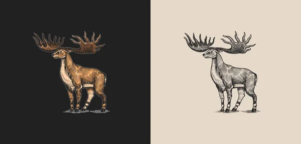 Irish elk or Giant deer or Great Horn. Prehistoric mammals. Extinct animal. Vintage retro vector illustration. Doodle style. Hand drawn engraved sketch — Stock Vector
