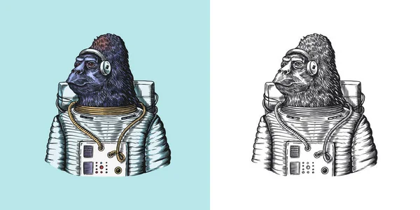Goril astronot karakteri. Maymun uzay adamı kozmonot. Modaya uygun bir hayvan, ceketli bir vitorian beyefendi. Elle çizilmiş eski monokrom çizimi. Tişört ve dövme için vektör illüstrasyonu — Stok Vektör