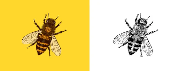 Bijen en honing. Meden en insecten. Vector Handgegraveerde Vintage oude schets voor t-shirt of typografie of badge. Vectorillustratie — Stockvector
