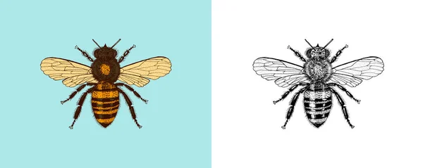 Méhecske és Méz. Mead és rovar. Vektor gravírozott kézzel rajzolt Vintage régi vázlat a póló, tipográfia vagy jelvény. Vektorillusztráció — Stock Vector