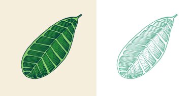 Çiçek açan bitkiler. Tropikal ya da egzotik yaprak ve yapraklar. Palmiye bitkisi, Canavar. Klasik eğreltiotu. İşlenmiş çiçekler. El çizimi. Botanik arkaplan.