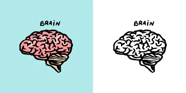 Mänsklig hjärna. Nervsystemet. Retrovektorillustration för träsnitt eller tryck. Handritad skiss. — Stock vektor