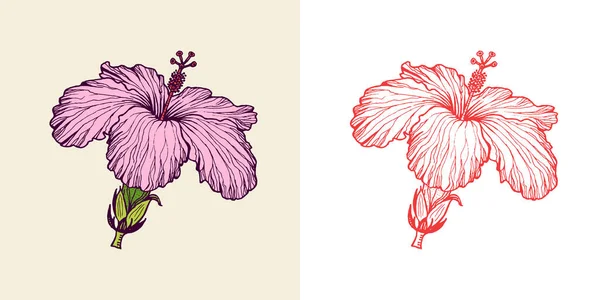 Strelitzia, Hibiscus, Plumeria. Kukkivat kasvit. Trooppiset tai eksoottiset lehdet ja lehdet. Vintage Saniainen. Kaiverrettuja kukkia. Käsin piirretty Kasvitieteellinen tausta. Kesäyrtti — vektorikuva