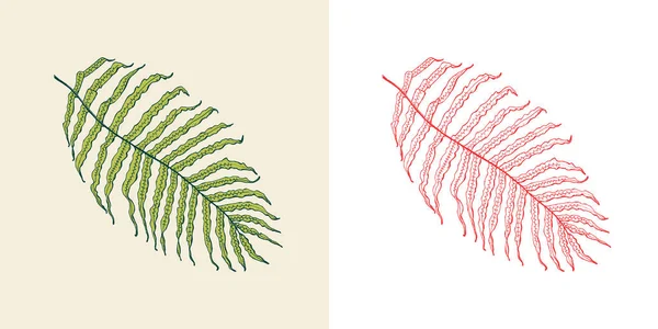 Palmenpflanze. Tropische oder exotische Blätter und Blätter. Vintage Farn. Gravierte Blumen. Handgezeichnet. Botanischer Hintergrund. — Stockvektor