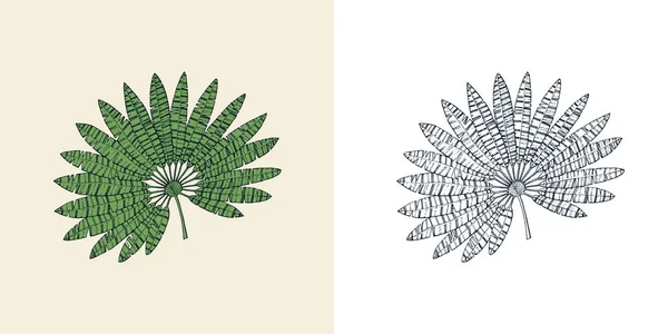 Ventilateur palmier. Feuilles et feuilles tropicales ou exotiques. Fougère vintage. Fleurs gravées. Tiré à la main. Contexte botanique. — Image vectorielle