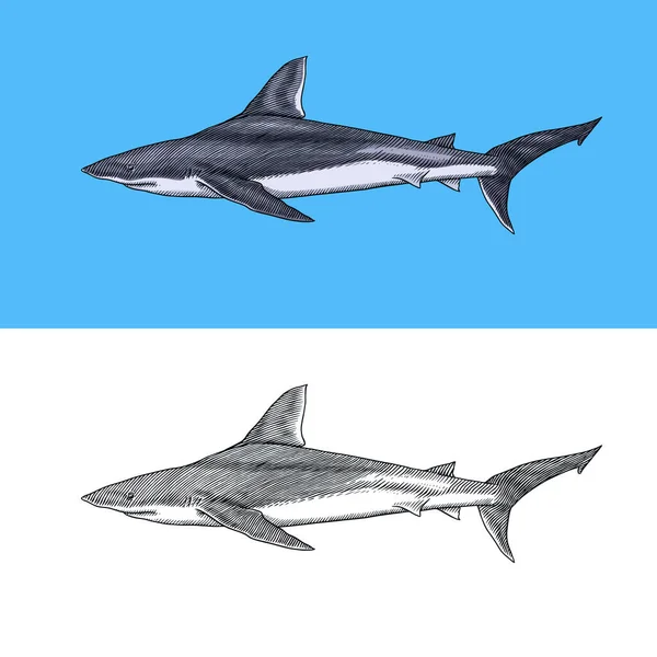 Thresher Hai und Atlantic Bull Hai oder Makrele Porbeagle Räuber. Meerestiere. Meeresleben. Handgezeichnete, gestochene Skizze. Meeresfische. Vektorillustration für Web, Logo oder T-Shirt. — Stockvektor