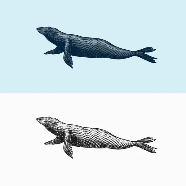 Otarie. Créatures marines, animaux marins ou pinnipèdes. Signes rétro vintage. Style caniche. Croquis gravé à la main — Image vectorielle