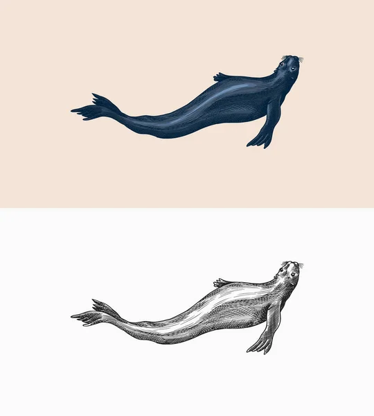 Otarie. Créatures marines, animaux marins ou pinnipèdes. Signes rétro vintage. Style caniche. Croquis gravé à la main — Image vectorielle