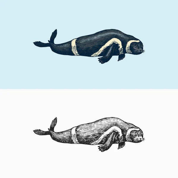 リボンシール。海洋生物、海洋哺乳類や松果体。動物好き。ヴィンテージレトロな看板。手描き彫刻スケッチ — ストックベクタ