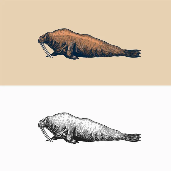 Vintage Walrus. Zeedieren, nautisch dier. Pelsrobben of pinnipeds. Retro tekens. Doodle stijl. Met de hand gegraveerde schets — Stockvector