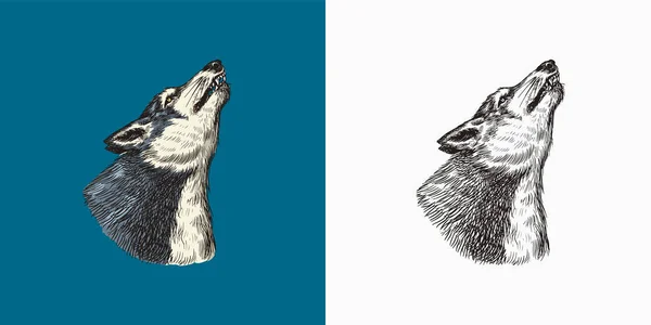 Loup gris hurlant. Une bête prédatrice. Animal de la forêt sauvage. Vecteur Dessiné à la main Vieux croquis vintage pour timbre, t-shirt ou typographie ou insigne. — Image vectorielle