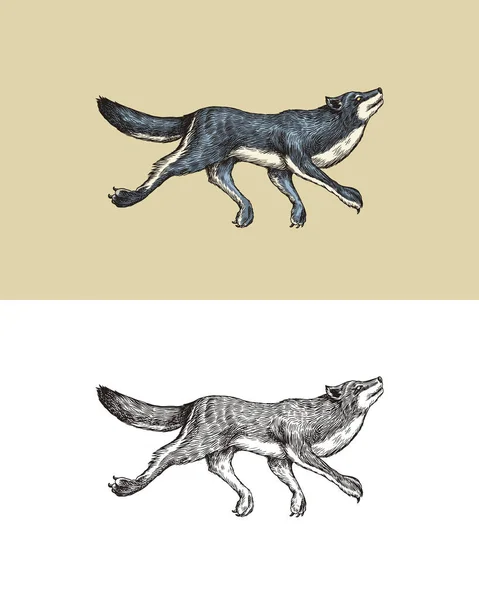 Lobo gris. Una bestia depredadora. Salvaje bosque animal saltando. Vector Grabado a mano Dibujo antiguo vintage para sello, camiseta o tipografía o insignia. — Archivo Imágenes Vectoriales