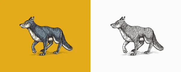 Grijze wolf. Een roofdier. Wilde bosdieren. Vector Handgegraveerd Vintage oude schets voor stempel, t-shirt of typografie of badge. — Stockvector