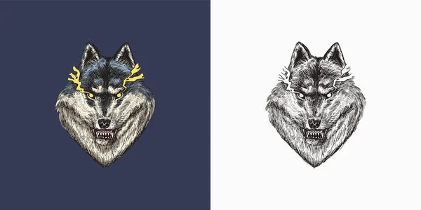 Lupo grigio. Una bestia predatore. Animali selvatici della foresta. Vettore Inciso disegnato a mano Vintage vecchio schizzo per timbro, t-shirt o tipografia o distintivo. — Vettoriale Stock