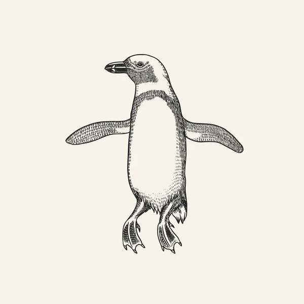 Pinguim africano Magalhães Humboldt Galápagos pintainho. Pequeno animal bonito. Gráficos vetoriais desenho preto e branco. Esboço desenhado à mão. Pássaro sem mosca aquático. —  Vetores de Stock