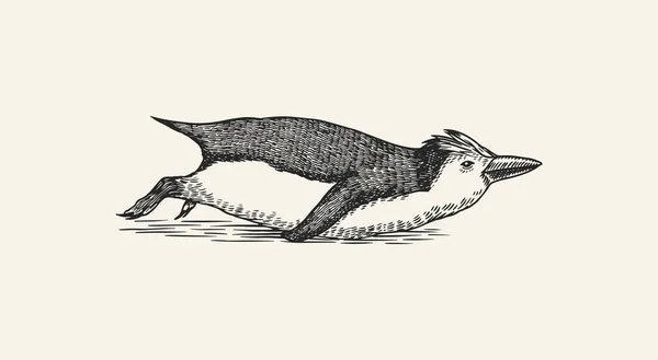 Toboganing pingüino real. Lindo animal pequeño nadando o buceando. Gráficos vectoriales dibujo en blanco y negro. Dibujo dibujado a mano. Pájaro acuático sin vuelo. — Archivo Imágenes Vectoriales