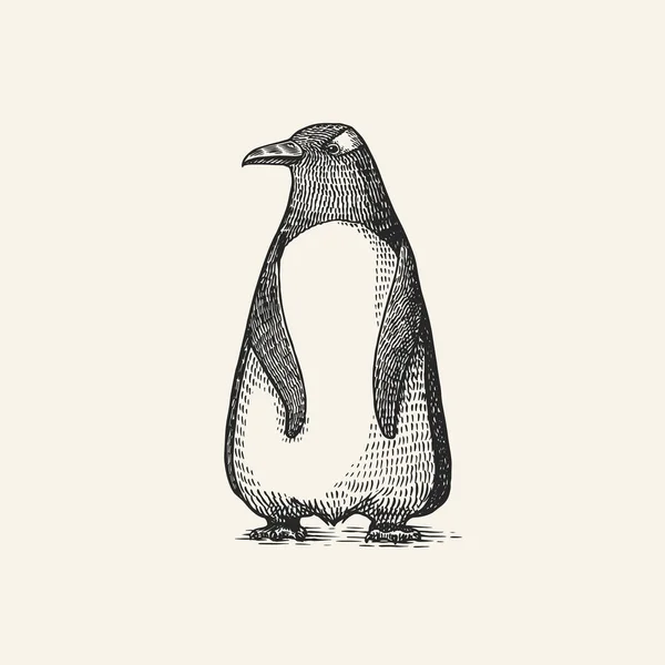 Gentoo pingouin. Graphiques vectoriels dessin noir et blanc. Croquis dessiné à la main. Oiseau aquatique sans vol. Mignon animal. — Image vectorielle