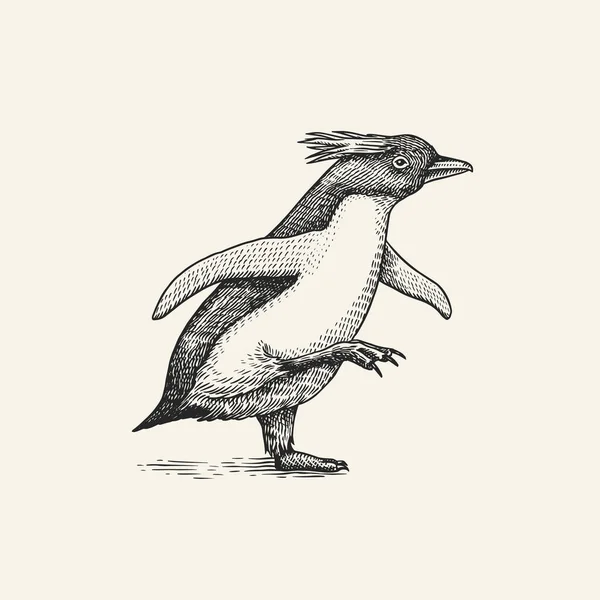 Pinguino con cresta eretta o maccheroni. Piccolo animaletto carino. Grafica vettoriale disegno in bianco e nero. Schizzo disegnato a mano. Uccello senza volo acquatico. — Vettoriale Stock