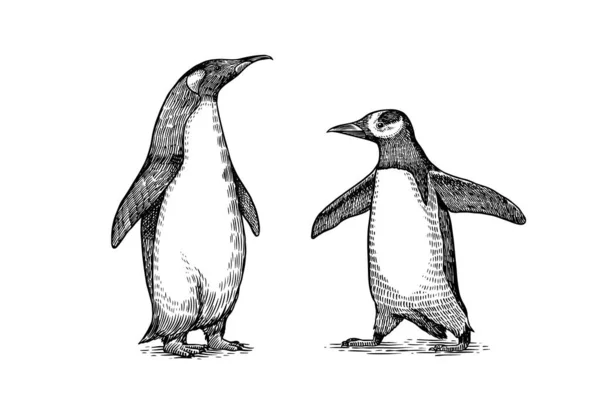 Emperador pingüino y lindo bebé. Pequeña familia linda. gráficos vectoriales dibujo en blanco y negro. Dibujo dibujado a mano. Grupo de aves acuáticas sin vuelo. Africano y Gentoo y King chick — Vector de stock