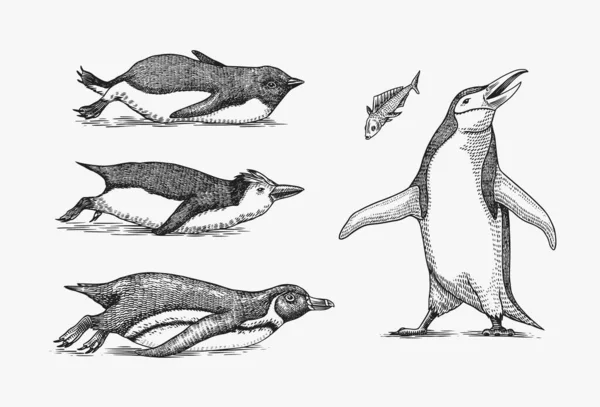 Kejsarens pingvin kälkar. Vuxen med ungfisk. Ett litet familjeset. Vektorgrafik svartvit teckning. Handritad skiss. En grupp flyglösa fåglar. Afrikanska och Gentoo och King chick — Stock vektor