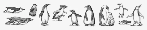Kolonia pingwinów cesarskich. Dorosły z nieletnimi. Mały zestaw rodzinny. Grafika wektorowa czarno-biały rysunek. Ręcznie rysowany szkic. Grupa wodnych ptaków nielatających. Afrykańskie i Gentoo i King pisklę — Wektor stockowy