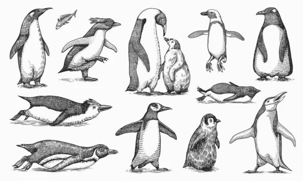 Pinguim imperador e bebê bonito. Adulto com juvenis. Conjunto familiar pequeno. Gráficos vetoriais desenho preto e branco. Esboço desenhado à mão. Grupo de aves aquáticas sem voo. Africano e Gentoo e Rei pinto —  Vetores de Stock