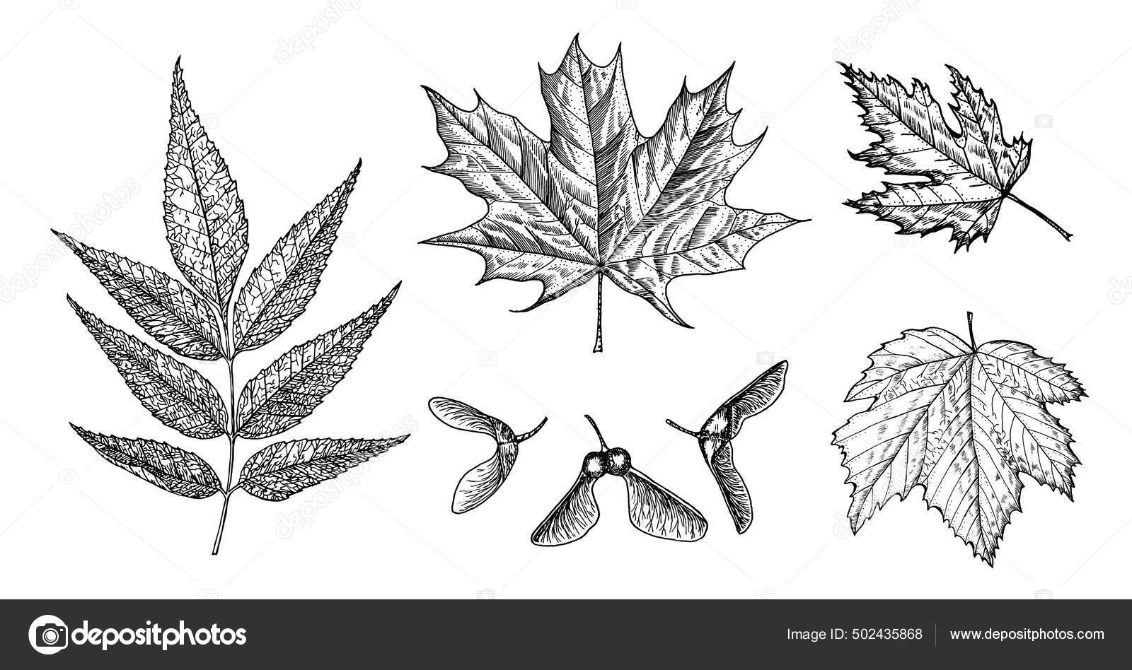 Maple leaf. Vector vintage engraved illustration. Isolated on