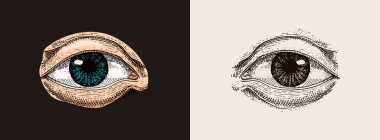 İnsan biyolojisi, organların anatomisi illüstrasyon. oyulmuş elle eski kroki ve vintage tarzı çizilmiş. yüz detaylı göz veya görünüm ya da görünüm.