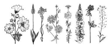  Althaea Clover Trefoil Capsella Mullein Verbascum Cichorium Chicory Hindiba Fabrikası ya da Helichrysum arenaryumu ya da cüce arenarenası. Botanik bitki çizimi. El çizimi çiçek buketleri.