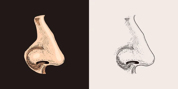 Nariz humana. Ilustración de anatomía de órganos sensoriales. mano grabada dibujada en antiguo boceto y estilo vintage. cara detallada. — Vector de stock