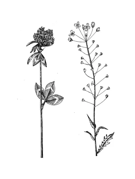 Trevo ou trevo e Capsella. Ilustração botânica da planta. Ervas herbáceas perenes vintage. Bouquets florais desenhados à mão e flores silvestres e grama no estilo esboço. —  Vetores de Stock