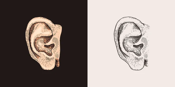 Croquis d'oreille dessiné à la main Symbole. Élément d'écoute vectorielle dans un style tendance. — Image vectorielle