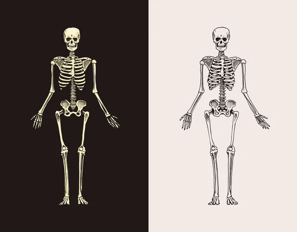 İskelet silueti. İnsan biyolojisi, anatomi illüstrasyonu. Eski eskiz ve klasik tarzda oyulmuş bir el çizimi. Vücut kemikleri.. — Stok Vektör