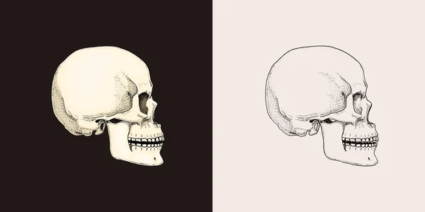 Calavera humana. Retro boceto de la vieja escuela para el tatuaje en estilo vintage. Símbolo monocromático. Insignia retro grabada a mano para camiseta, pancarta, póster y logotipo — Archivo Imágenes Vectoriales