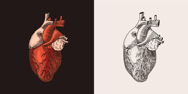 Organo cardiaco rosso. Biologia umana, illustrazione anatomica. Disegnato a mano inciso in vecchio schizzo e stile vintage. — Vettoriale Stock