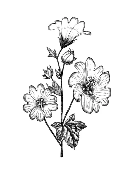 Althaea Ilustração botânica da planta. Ervas herbáceas perenes vintage. Bouquets florais desenhados à mão e flores silvestres e grama em estilo esboço. Flores isoladas sobre fundo branco. —  Vetores de Stock