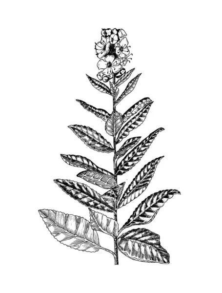 Mullein eller verbascum. Botanisk växt illustration. Vintage örtartade perenna örter. Handritade blombuketter och vilda blommor och gräs i skiss stil. Blommor isolerade på vit bakgrund. — Stock vektor