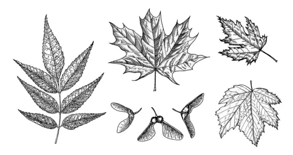 Кленовый лист. Осенние листья в стиле эскиза. Векторная иллюстрация изолирована на белом фоне. Винтажный ручной рисунок. Растение или трава. Клён платаноидный или макрофиллум. — стоковый вектор