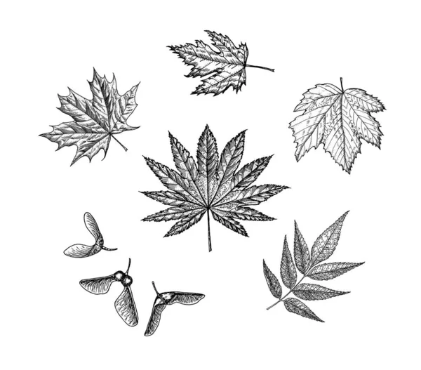 Feuille d'érable. Feuilles d'automne dans un style croquis. Illustration vectorielle isolée sur fond blanc. Style de dessin vintage dessiné à la main. Plante ou herbe. Acer platanoides ou macrophyllum. — Image vectorielle