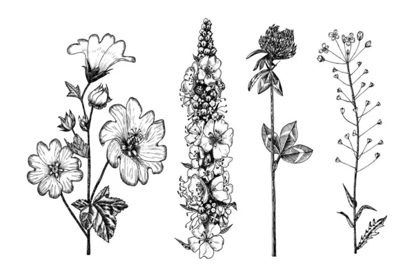 Althaea ve Clover veya trefolil ve Capsella ve Mullein veya verbascum. Botanik bitki çizimi. Uzun ömürlü şifalı otlar. El çizimi çiçek buketleri ve çizim tarzında kır çiçekleri.. — Stok Vektör